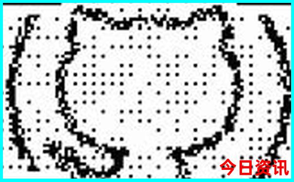猴的六6合生肖